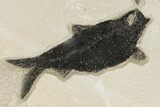 Multiple Fossil Fish Plate - Wyoming #222862-2